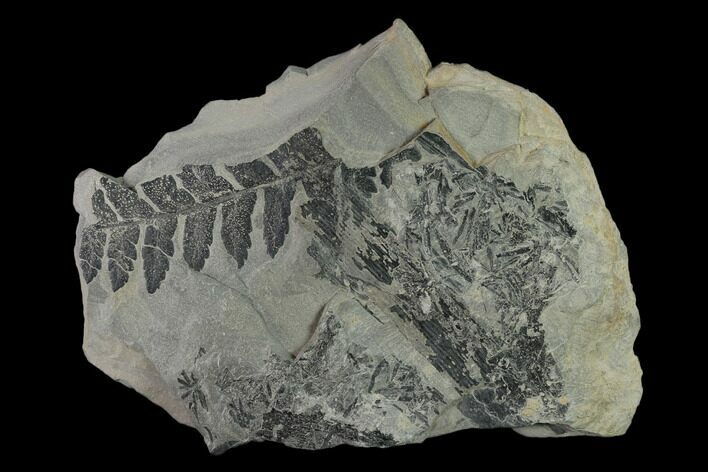 Pennsylvanian Fossil Fern (Mariopteris) Plate - Kentucky #138540